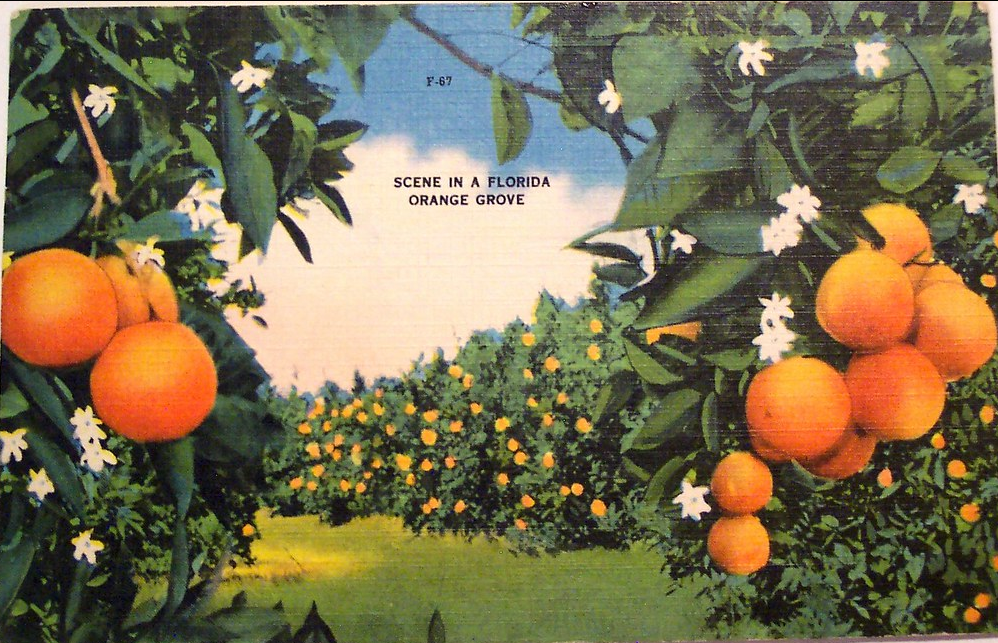 The Scent of Oranges by Laura Claridge was selected and is featured in Alphabet Box 2024 Issue 7. This is a postcard of an orange grove in Florida.