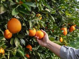 Picking oranges in the grove.