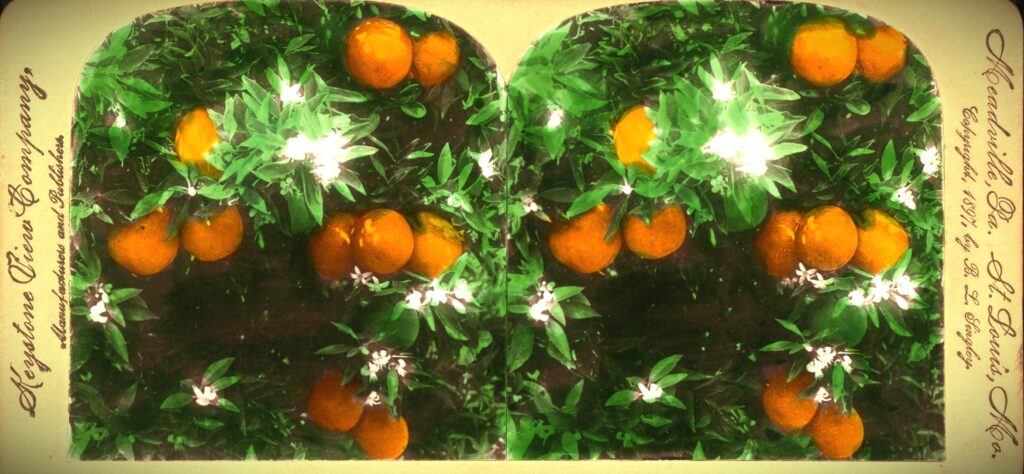 The Scent of Oranges by Laura Claridge. Orange Groves. Stereoscopic picture in Alphabet Box literary journal 2024