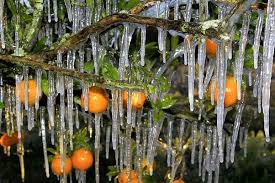 Ice-covered orange groves in Florida.