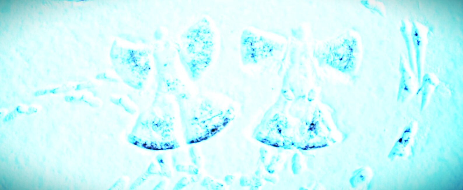 Two bluish-white winged snow angels in the snow with random footprints leading to and from them.